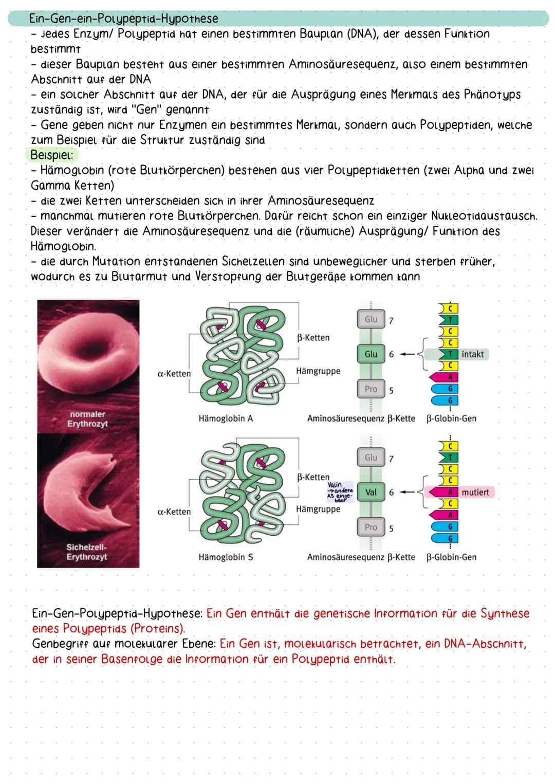 molekulargenetik
Aufbau und Struktur der DNA
Erklärung DNA
Doppelhelix-Struktur der DNA: Die DNA besitzt eine schraubenförmige Struktur und 