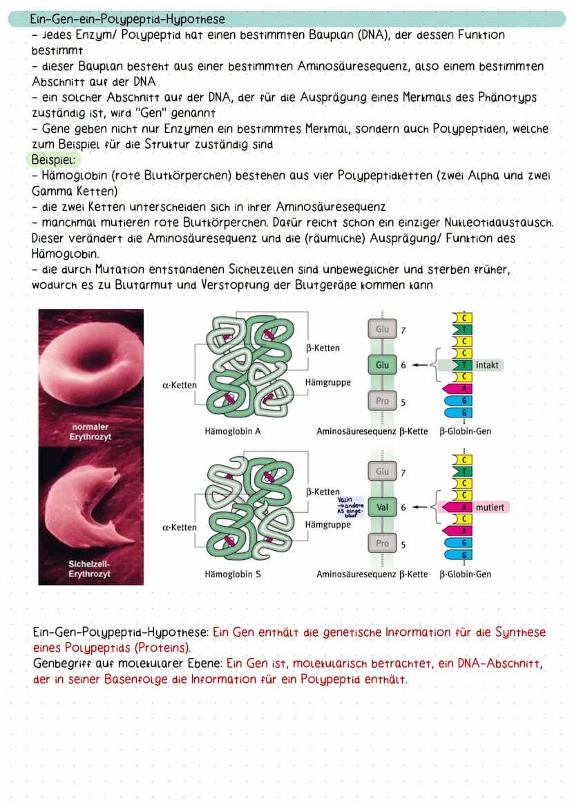 molekulargenetik
Aufbau und Struktur der DNA
Erklärung DNA
Doppelhelix-Struktur der DNA: Die DNA besitzt eine schraubenförmige Struktur und 