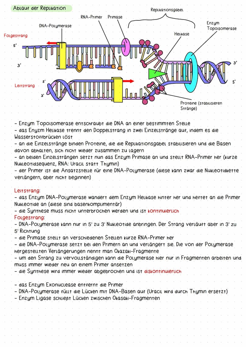 molekulargenetik
Aufbau und Struktur der DNA
Erklärung DNA
Doppelhelix-Struktur der DNA: Die DNA besitzt eine schraubenförmige Struktur und 