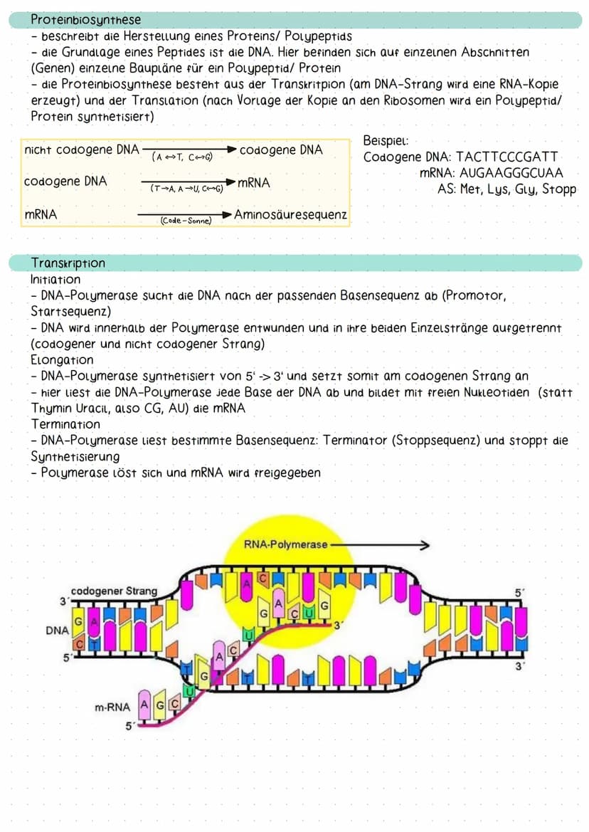 molekulargenetik
Aufbau und Struktur der DNA
Erklärung DNA
Doppelhelix-Struktur der DNA: Die DNA besitzt eine schraubenförmige Struktur und 