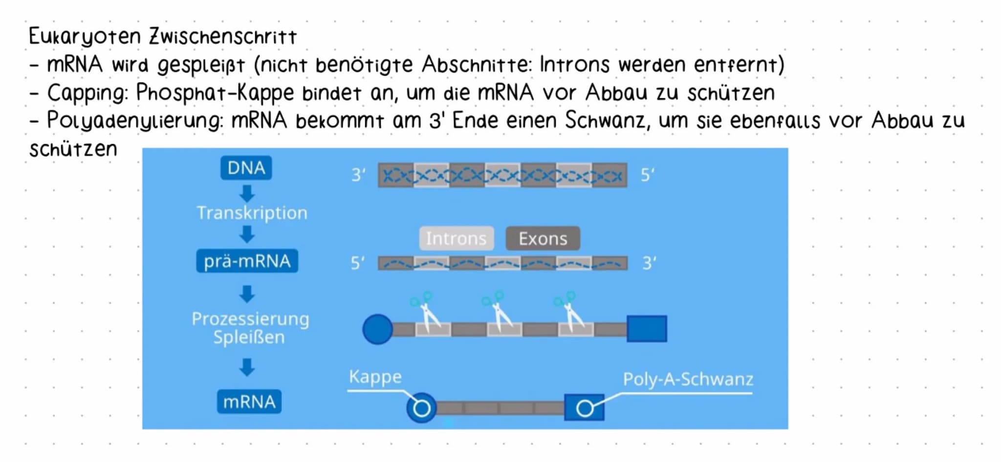 molekulargenetik
Aufbau und Struktur der DNA
Erklärung DNA
Doppelhelix-Struktur der DNA: Die DNA besitzt eine schraubenförmige Struktur und 