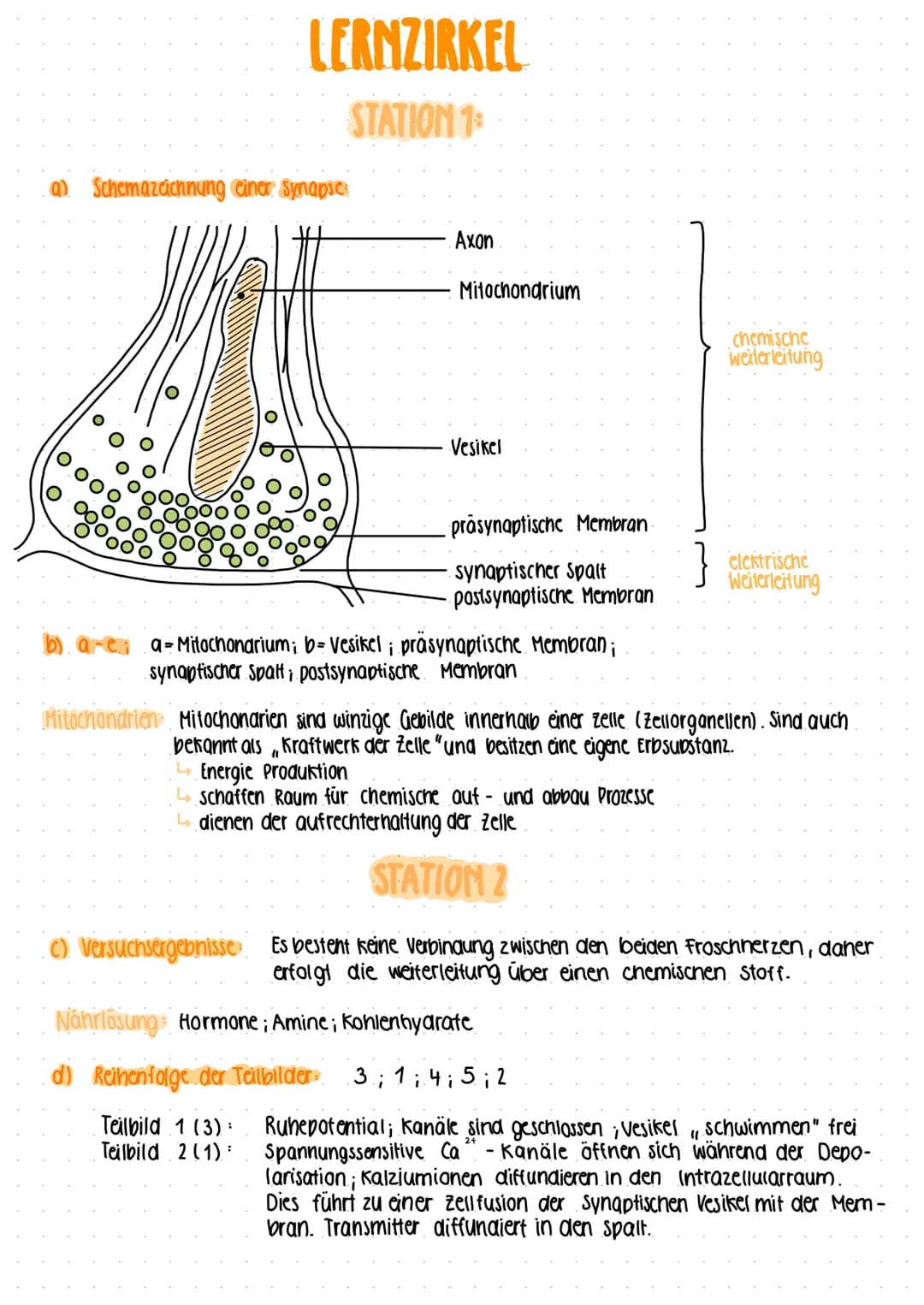 (a) Schemazeichnung einer Synapses
b). are
LERNZIRKEL
STATION 1
Axon
Mitochondrium
Vesikel
Teilbild 1 (3):
Teilbild 2 (1):
präsynaptische Me