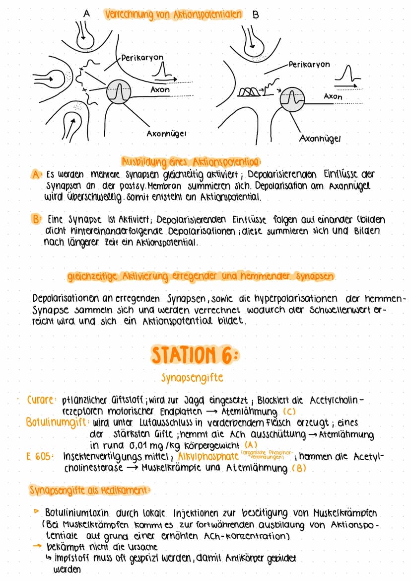 (a) Schemazeichnung einer Synapses
b). are
LERNZIRKEL
STATION 1
Axon
Mitochondrium
Vesikel
Teilbild 1 (3):
Teilbild 2 (1):
präsynaptische Me