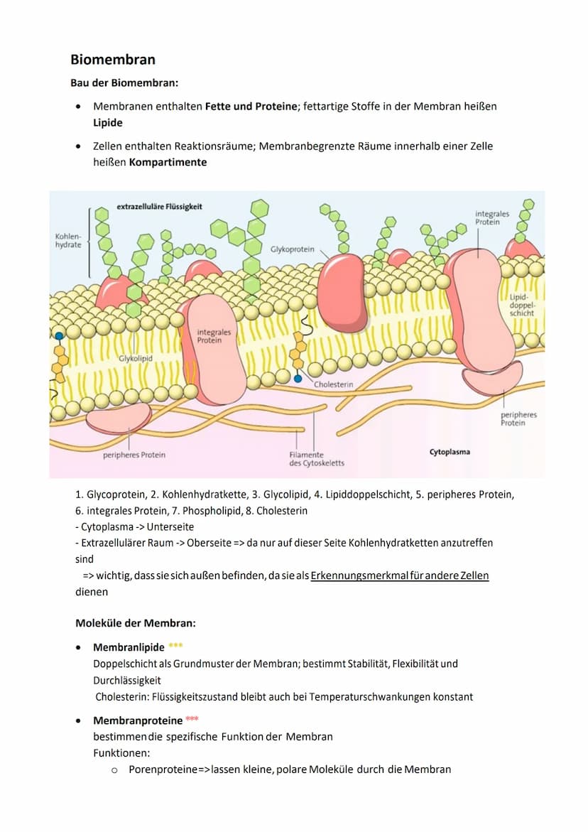 Interpretation elektronenmikroskopischer Bilder
Bild
Zellorganelle
Zellkern (Nucleus)
Mitochondrien
Chloroplasten
Vakuole
Hauptfunktion Zell