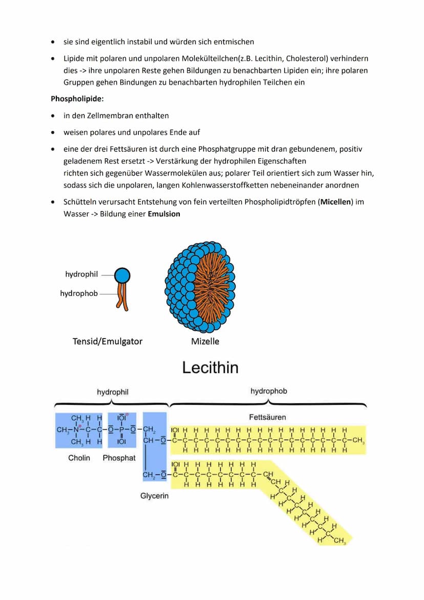 Interpretation elektronenmikroskopischer Bilder
Bild
Zellorganelle
Zellkern (Nucleus)
Mitochondrien
Chloroplasten
Vakuole
Hauptfunktion Zell
