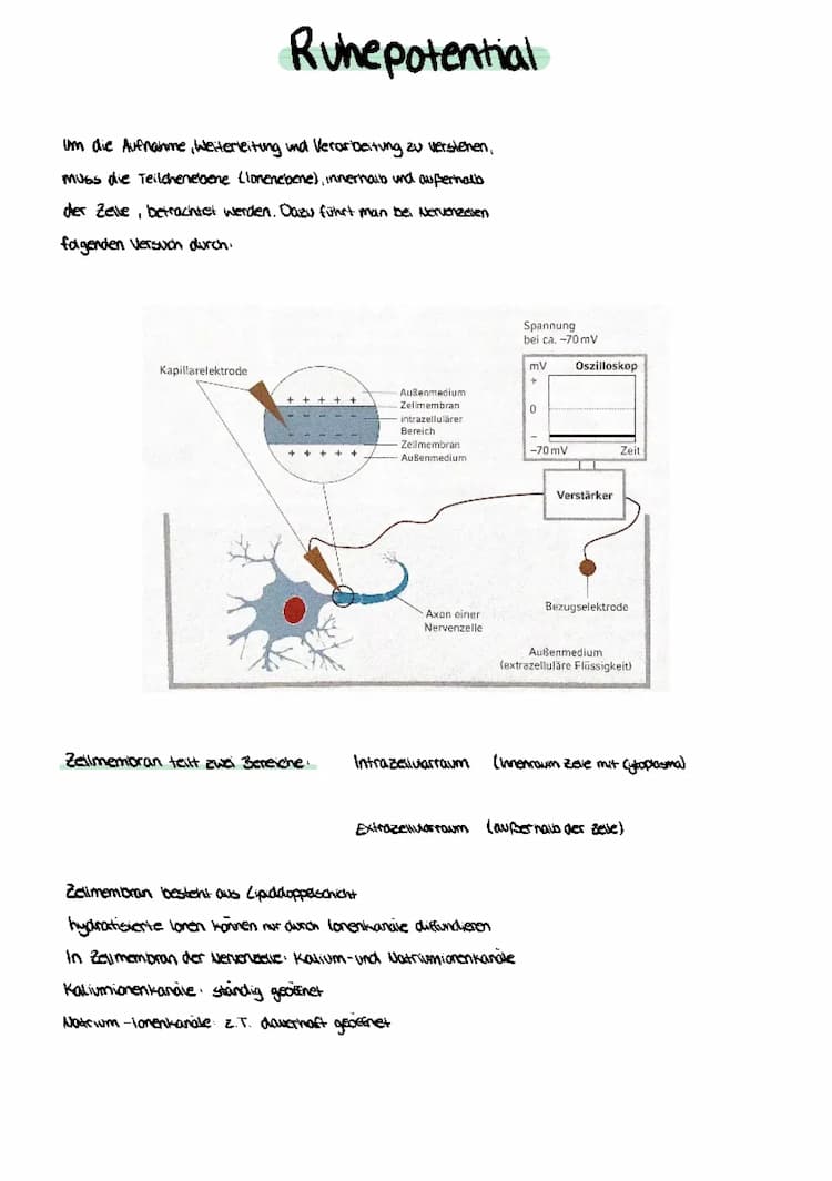 Know Ruhe- und Membranpotenzial thumbnail