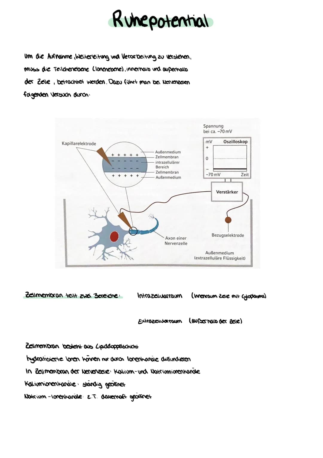 Ruhepotential
Um die Aufnahme, Weiterleitung und Verarbeitung zu verstehen,
Muss die Teilchenebene (lonenebene), innerhalb und außerhalb
der