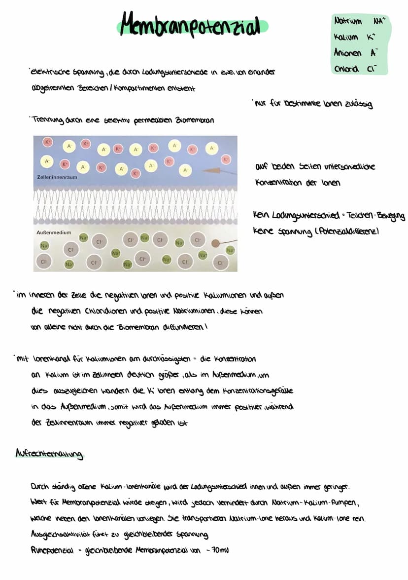 Ruhepotential
Um die Aufnahme, Weiterleitung und Verarbeitung zu verstehen,
Muss die Teilchenebene (lonenebene), innerhalb und außerhalb
der