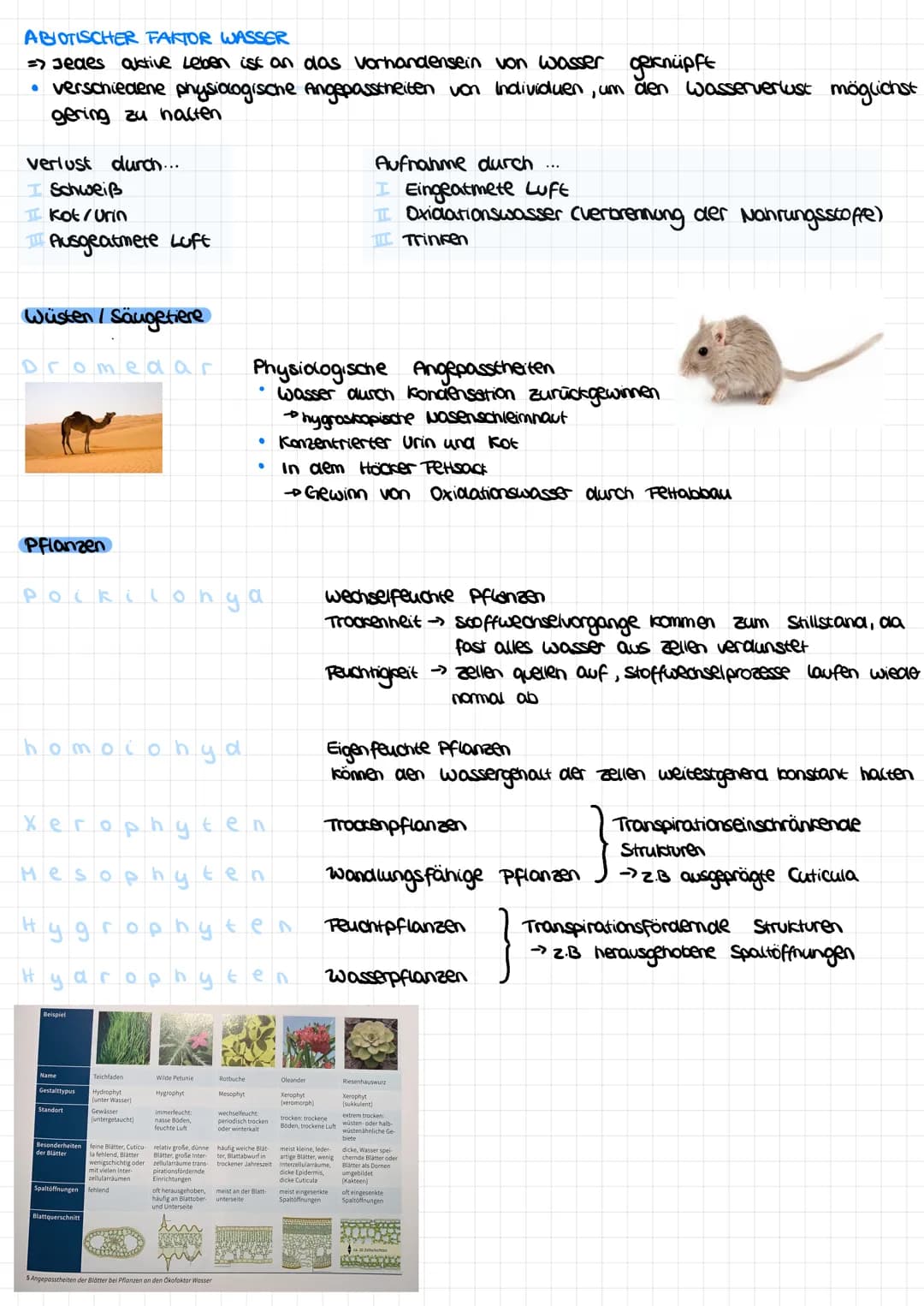 Gleichwarme und Wechselwarme Tiere: Beispiele, Vor- und Nachteile, und Abiotische Faktoren