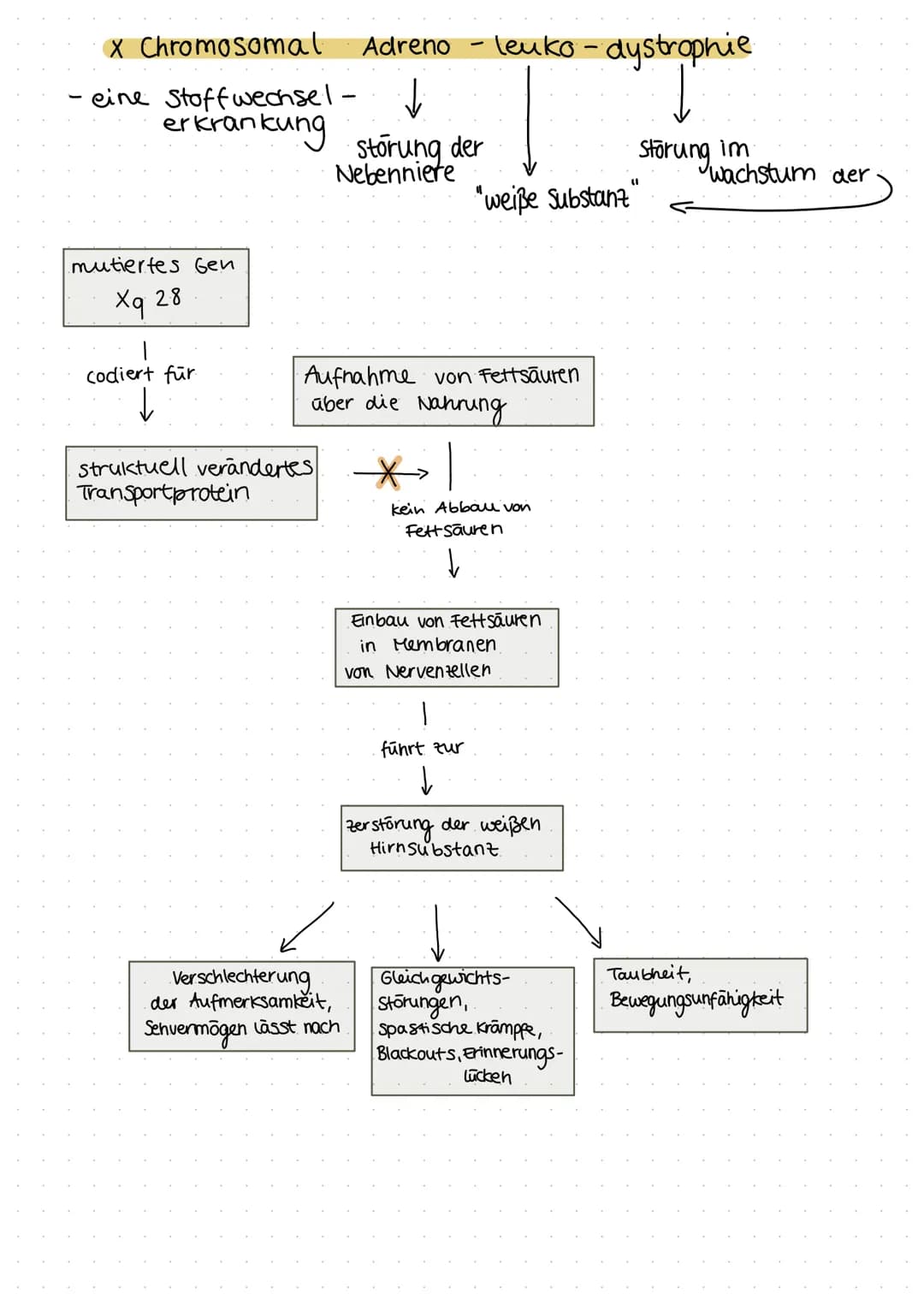 X Chromosomal
eine Stoffwechsel.
erkrankung
mutiertes Gen
Xq 28
codiert für
↓
Adreno - leuko - dystrophie
storung der
Nebenniere
struktuell 