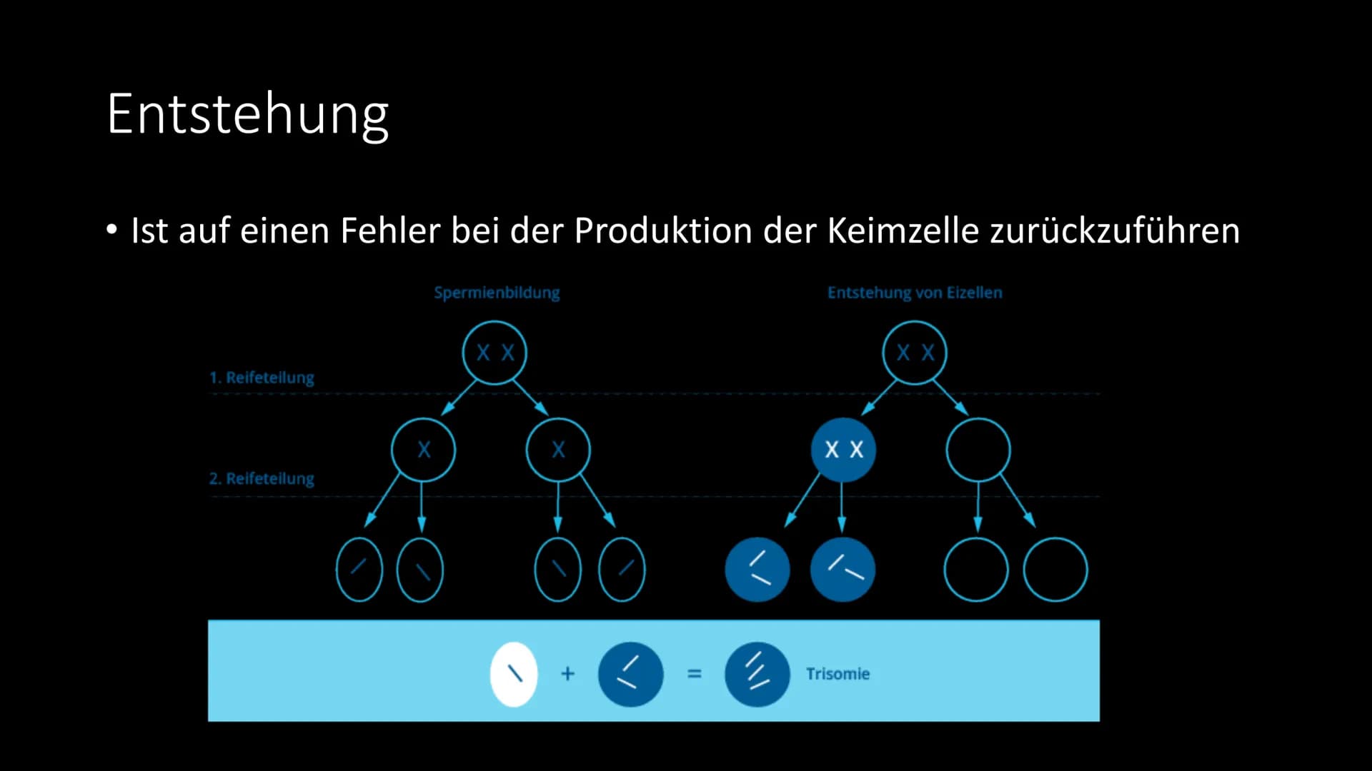 Trisomie 21
Das Down Syndrom Gliederung
●
●
●
●
Allgemeine Informationen
Krankheitsbild
Entdeckung - Geschichte
Entstehung - Ursachen - Risi
