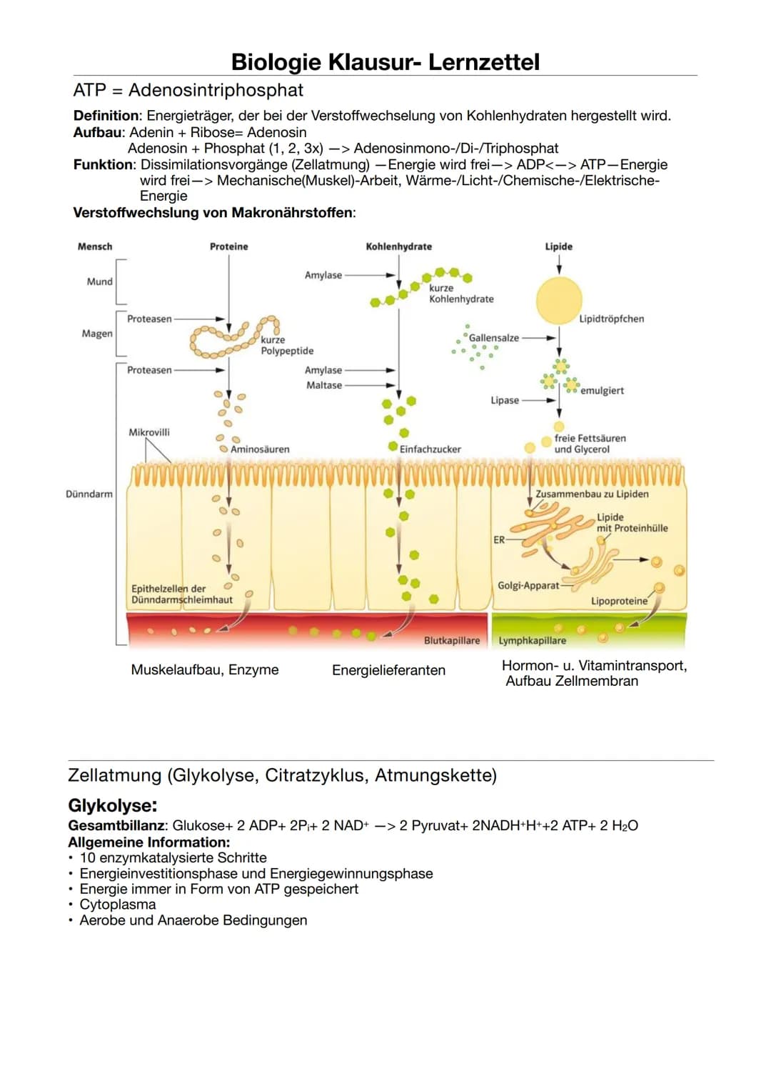 Biologie Klausur-Lernzettel
ATP = Adenosintriphosphat
Definition: Energieträger, der bei der Verstoffwechselung von Kohlenhydraten hergestel