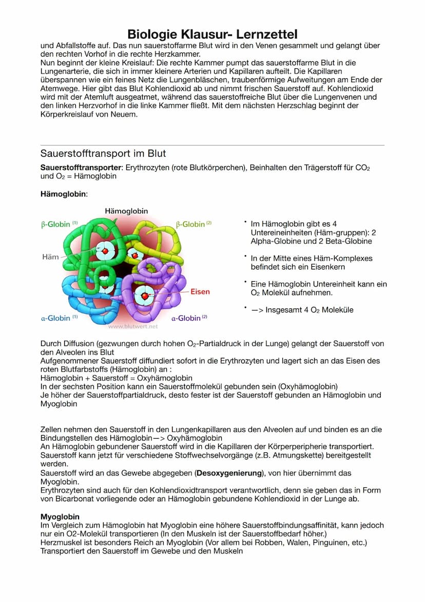 Biologie Klausur-Lernzettel
ATP = Adenosintriphosphat
Definition: Energieträger, der bei der Verstoffwechselung von Kohlenhydraten hergestel