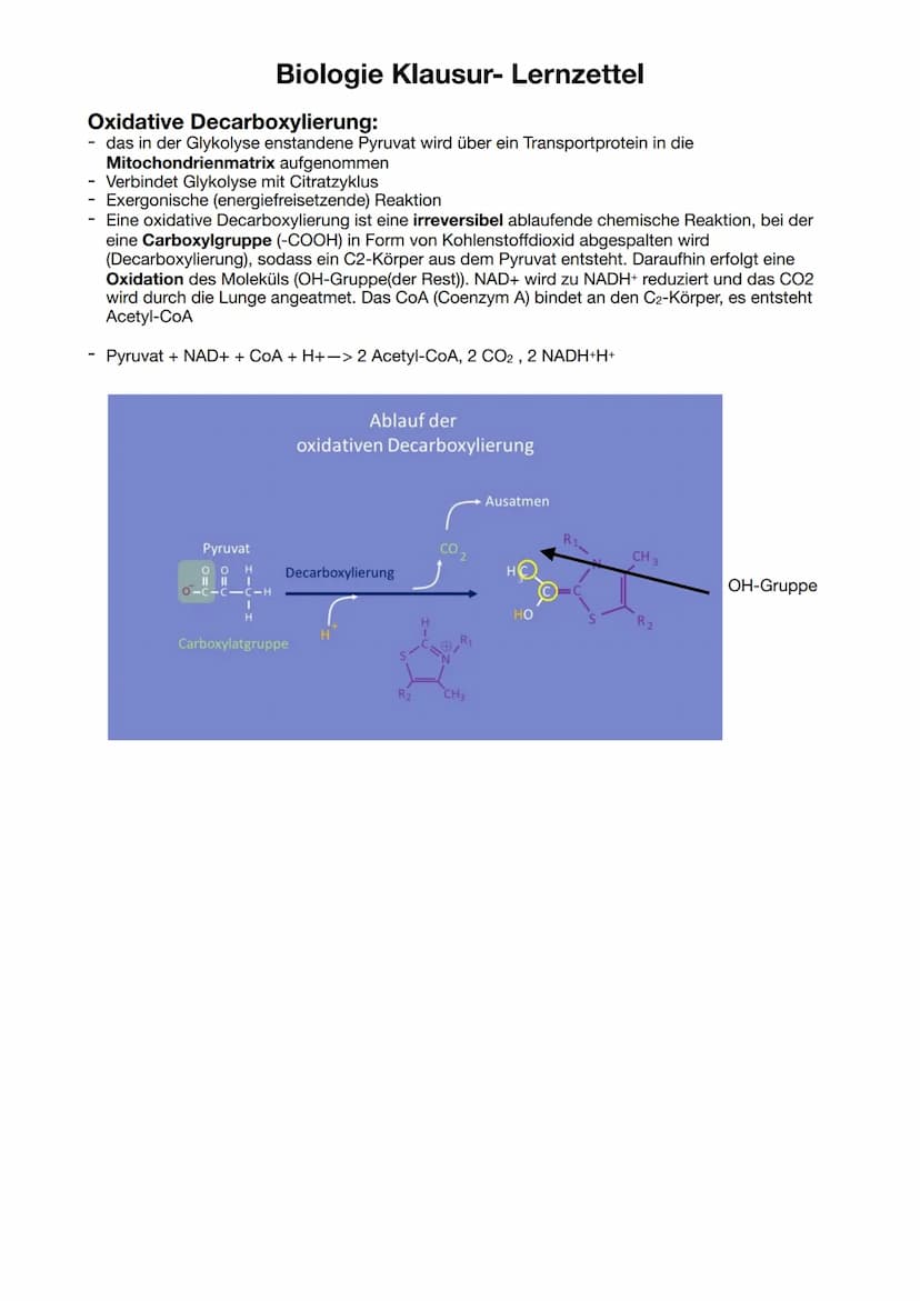 Biologie Klausur-Lernzettel
ATP = Adenosintriphosphat
Definition: Energieträger, der bei der Verstoffwechselung von Kohlenhydraten hergestel