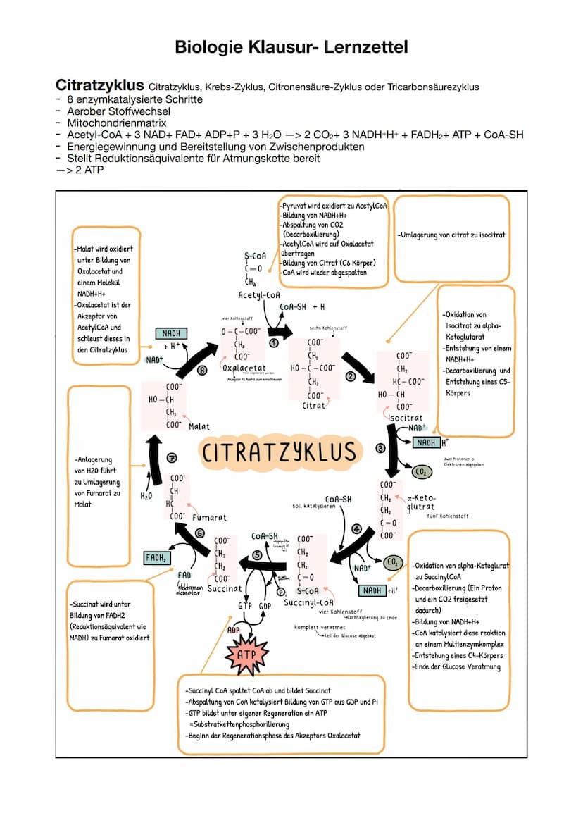 Biologie Klausur-Lernzettel
ATP = Adenosintriphosphat
Definition: Energieträger, der bei der Verstoffwechselung von Kohlenhydraten hergestel