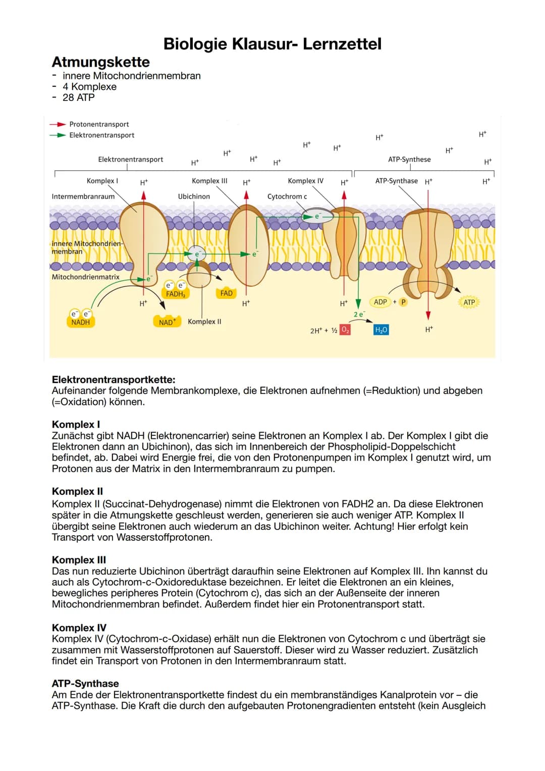 Biologie Klausur-Lernzettel
ATP = Adenosintriphosphat
Definition: Energieträger, der bei der Verstoffwechselung von Kohlenhydraten hergestel