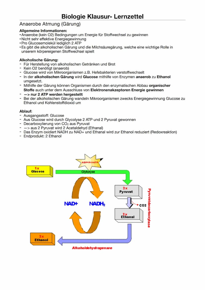 Biologie Klausur-Lernzettel
ATP = Adenosintriphosphat
Definition: Energieträger, der bei der Verstoffwechselung von Kohlenhydraten hergestel