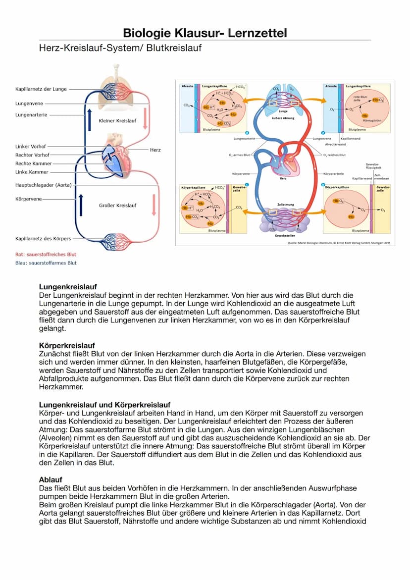 Biologie Klausur-Lernzettel
ATP = Adenosintriphosphat
Definition: Energieträger, der bei der Verstoffwechselung von Kohlenhydraten hergestel