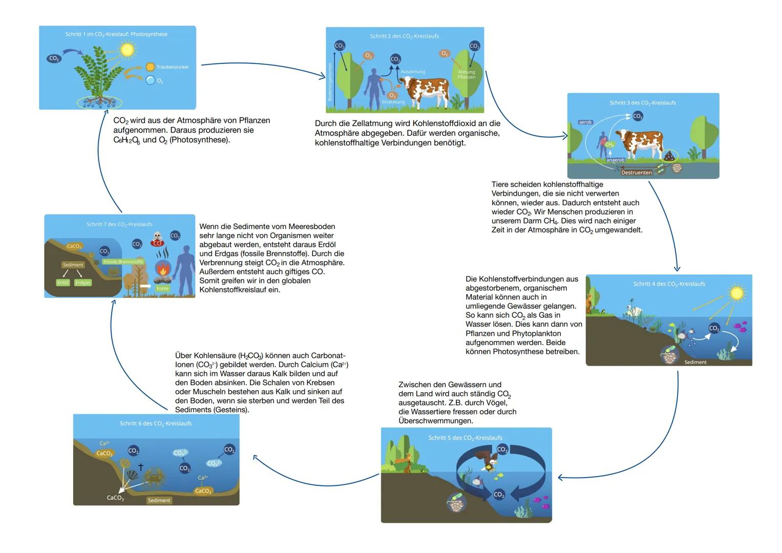 CO₂

Schritt 1 im CO₂-Kreislauf: Photosynthese

Traubenzucker

0

lenorganismen

Schritt 2 des CO₂-Kreislaufs

CO₂

CO₂

Einatm

Ausatmung

