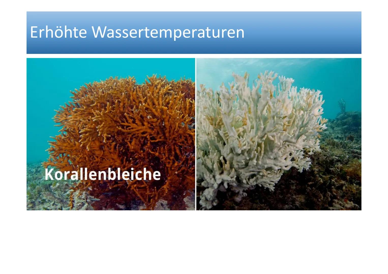 Ökosystem Korallenriff Inhaltsverzeichnis
Allgemeines
Geographische Verbreitung
• Tiere im Korallenriff
Symbiose zwischen Zooxanthellen und 