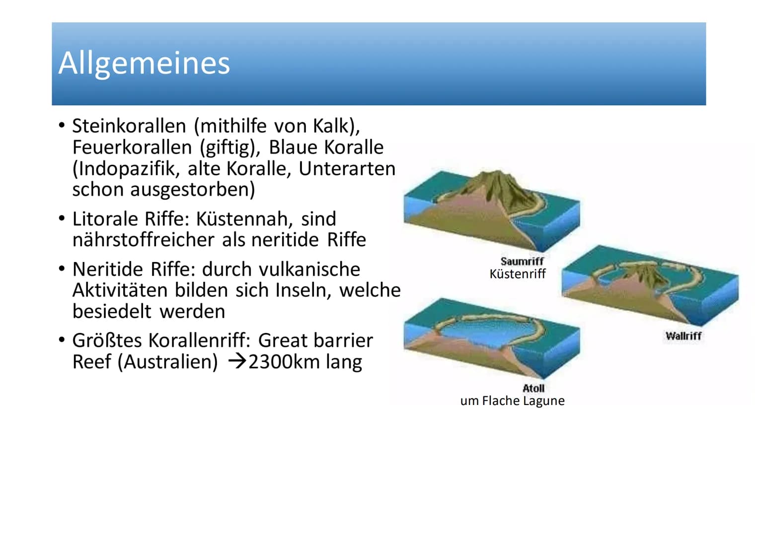 Ökosystem Korallenriff Inhaltsverzeichnis
Allgemeines
Geographische Verbreitung
• Tiere im Korallenriff
Symbiose zwischen Zooxanthellen und 