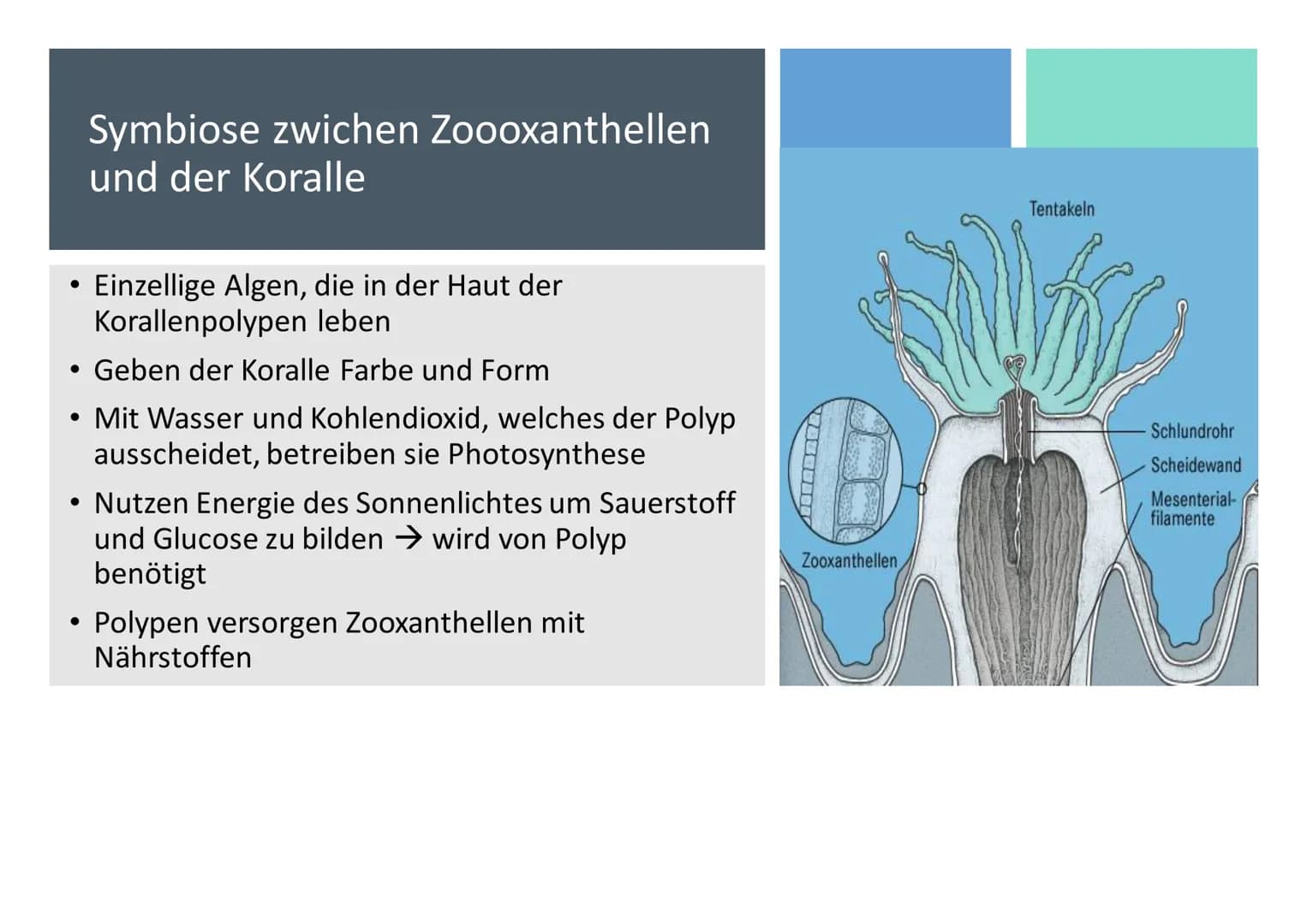 Ökosystem Korallenriff Inhaltsverzeichnis
Allgemeines
Geographische Verbreitung
• Tiere im Korallenriff
Symbiose zwischen Zooxanthellen und 