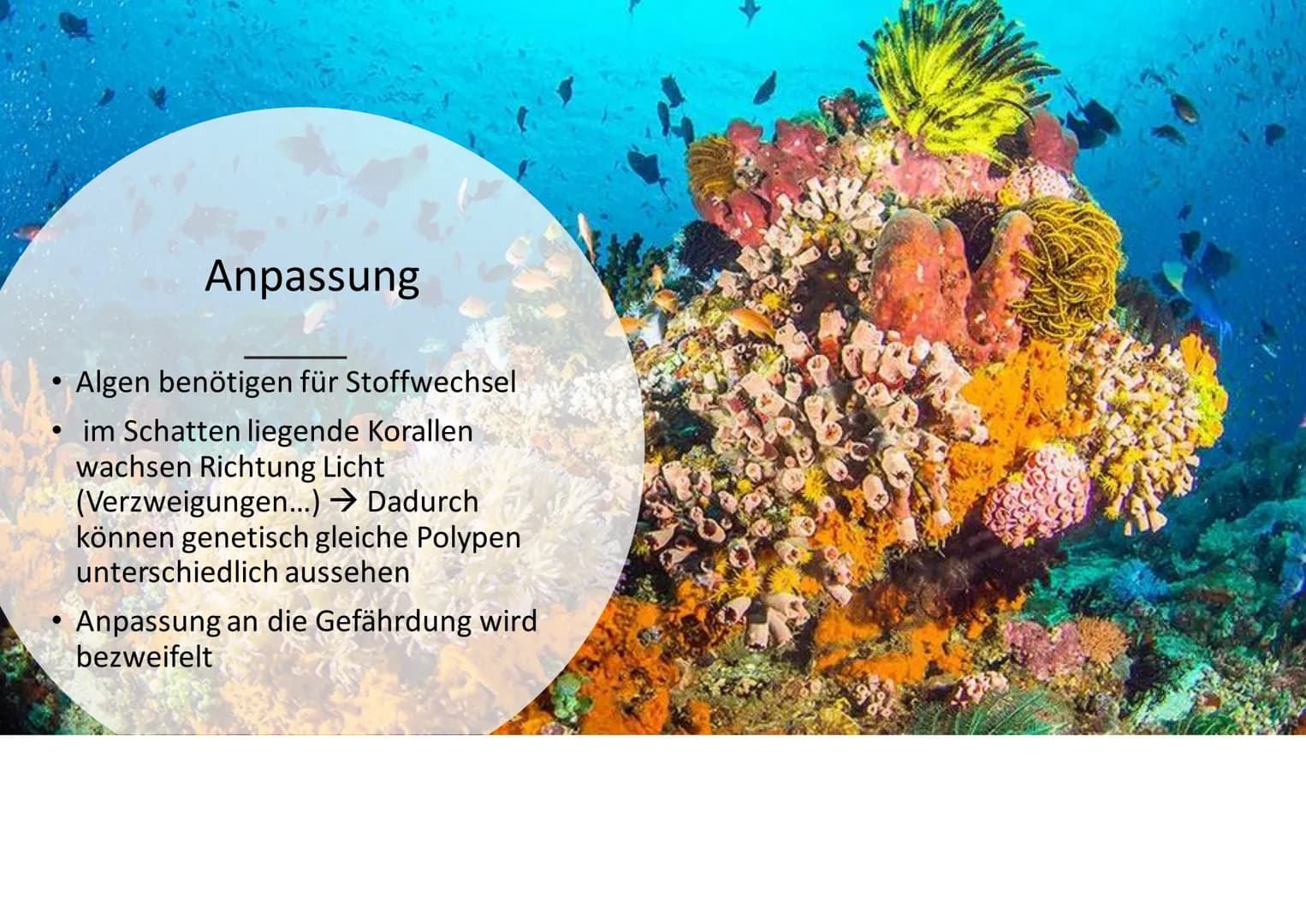 Ökosystem Korallenriff Inhaltsverzeichnis
Allgemeines
Geographische Verbreitung
• Tiere im Korallenriff
Symbiose zwischen Zooxanthellen und 