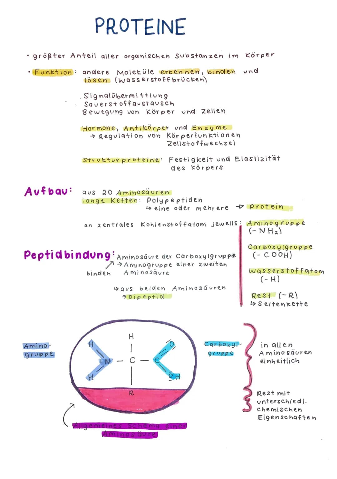 ·
• schlecht oder gar nicht in Wasser löslich
Energiespeicher
Hormone, Farbstoffe und Vitamine
●
Fette
• Verbindungen aus einem dreiwertigen