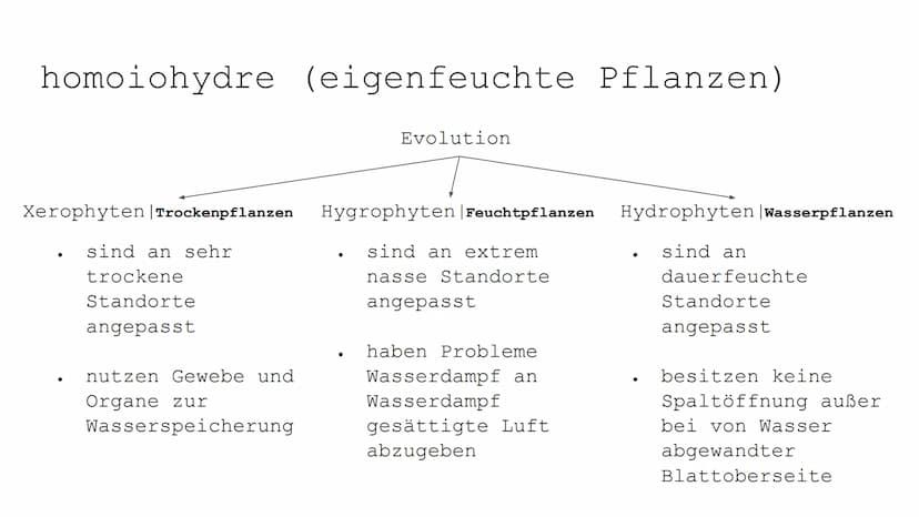 Wasser als Grundlage
allen Lebens
Wasser ist Leben
Wasser ist Lebensraum Gliederung:
●
●
Wasser
poikilohydre (wechselfeuchte Pflanzen)
homoi