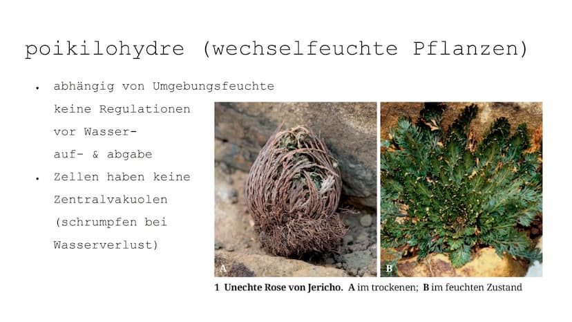 Wasser als Grundlage
allen Lebens
Wasser ist Leben
Wasser ist Lebensraum Gliederung:
●
●
Wasser
poikilohydre (wechselfeuchte Pflanzen)
homoi