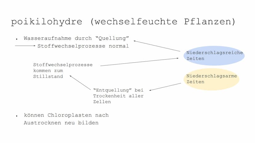 Wasser als Grundlage
allen Lebens
Wasser ist Leben
Wasser ist Lebensraum Gliederung:
●
●
Wasser
poikilohydre (wechselfeuchte Pflanzen)
homoi