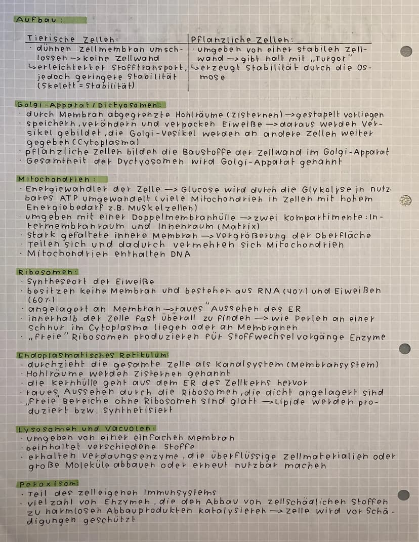 Aufbaue von Zellen
(Zytologie)
tierische zelle:
Mikrotubuli
ILysosom
Co
0000
iss
ooooooo
Mitochondrium
Golgi-Apparat
(Dictyosom) Golgi -Vesi