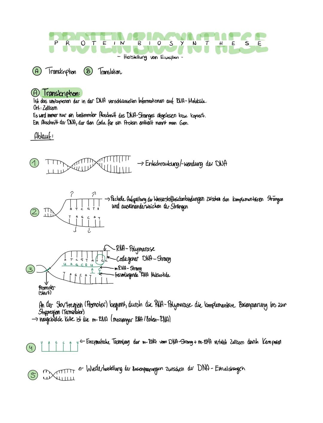 PROTEIN BIOSYNTHESE
A Transkription ® Translation
A Transkription:
Ist das umkopieren der in der DNA verschlüsselten Informationen auf RNA-M