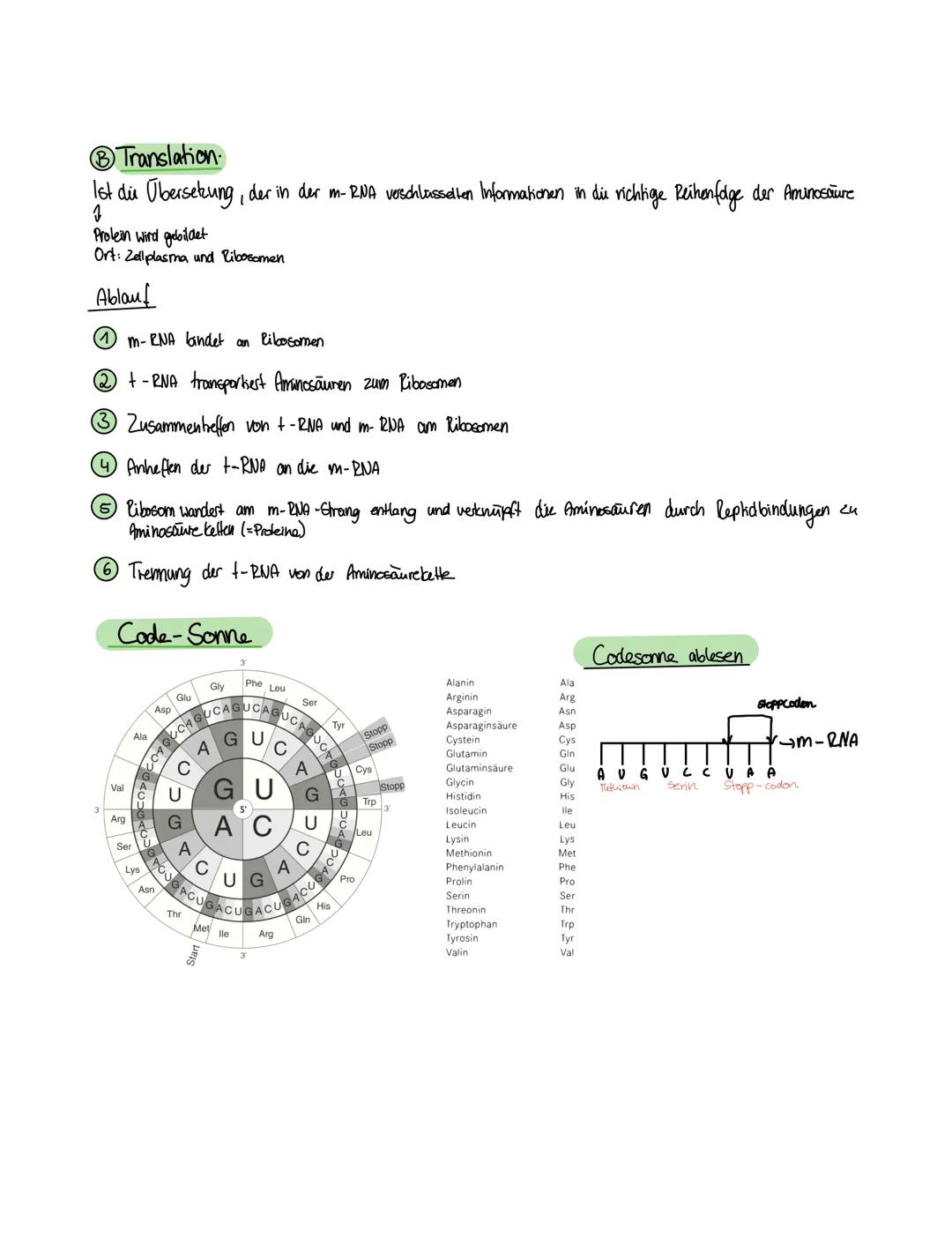 PROTEIN BIOSYNTHESE
A Transkription ® Translation
A Transkription:
Ist das umkopieren der in der DNA verschlüsselten Informationen auf RNA-M
