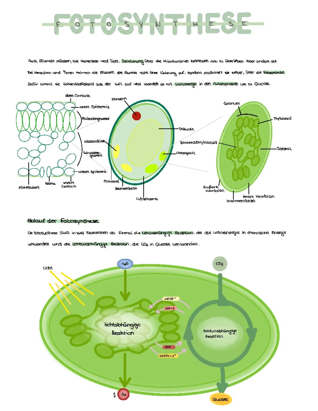 Fotosynthese 