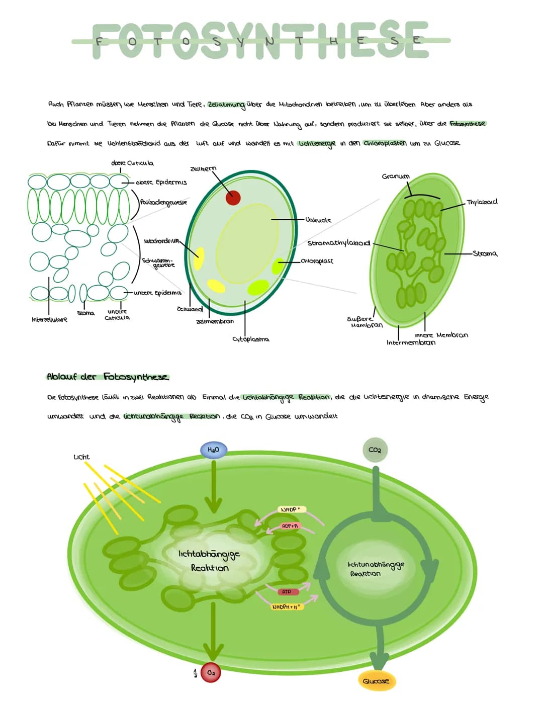 FOTOSYNTHESE
Auch Pflanzen müssen, wie Menschen und Tiere, Zellatmung über die Mitochondrien betreiben, um zu überleben Aber anders als
bei 