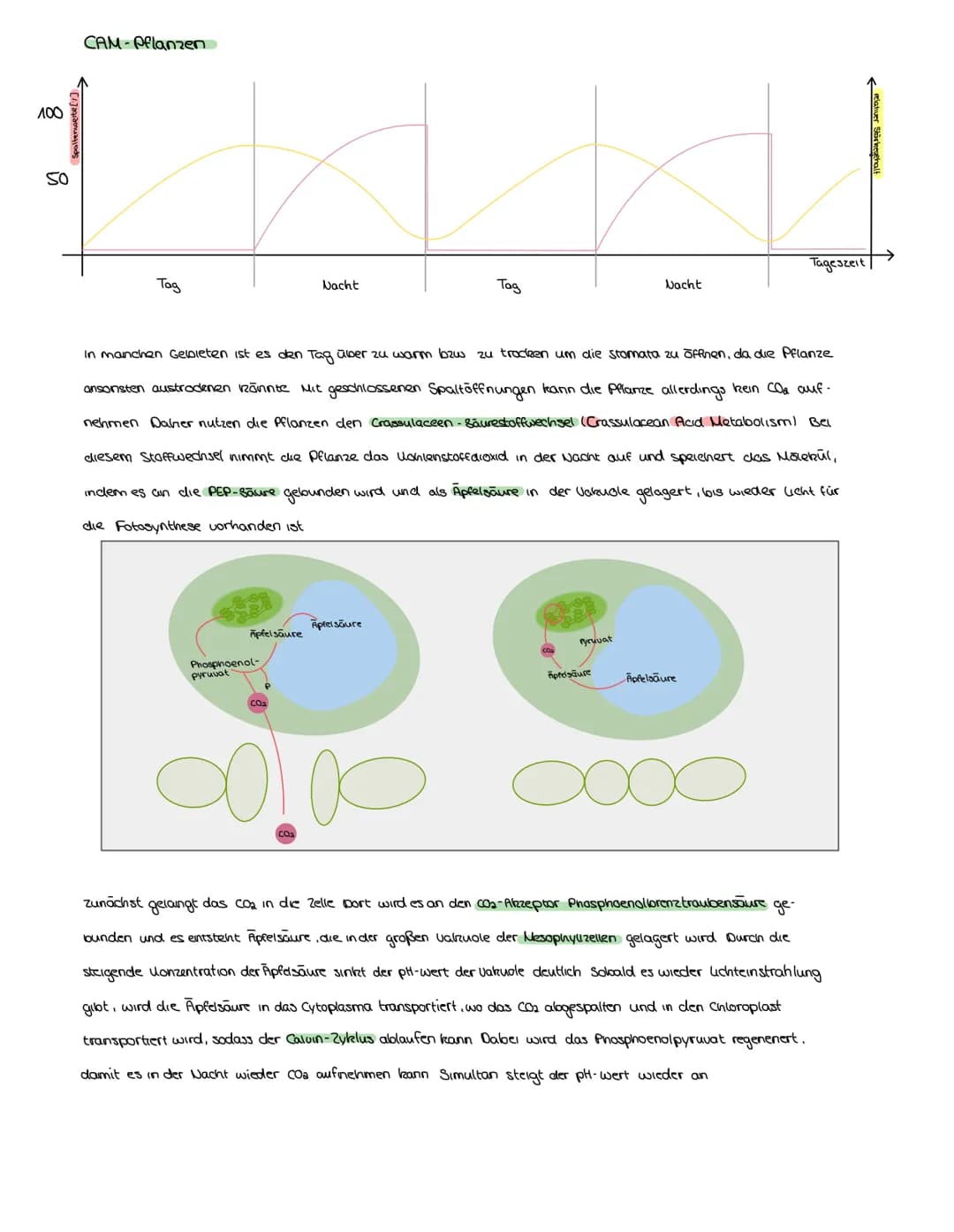 FOTOSYNTHESE
Auch Pflanzen müssen, wie Menschen und Tiere, Zellatmung über die Mitochondrien betreiben, um zu überleben Aber anders als
bei 