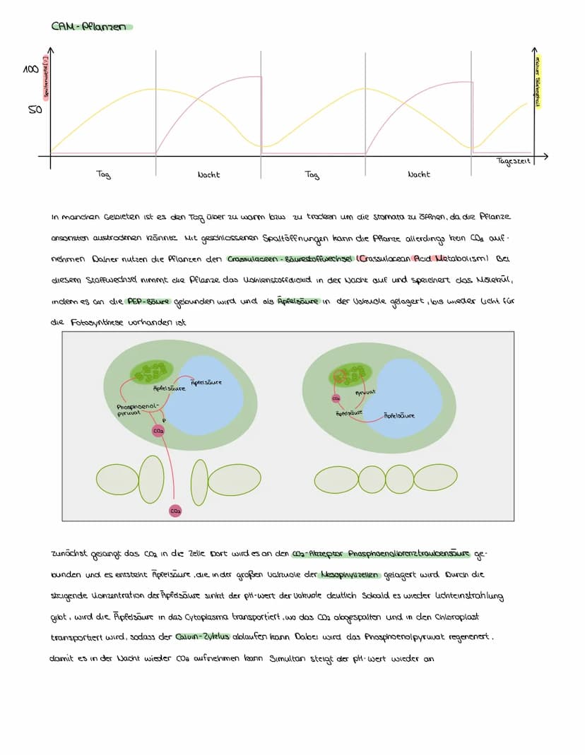FOTOSYNTHESE
Auch Pflanzen müssen, wie Menschen und Tiere, Zellatmung über die Mitochondrien betreiben, um zu überleben Aber anders als
bei 