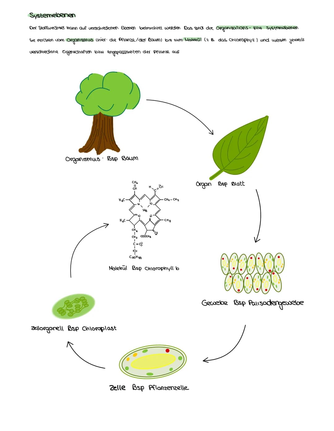 FOTOSYNTHESE
Auch Pflanzen müssen, wie Menschen und Tiere, Zellatmung über die Mitochondrien betreiben, um zu überleben Aber anders als
bei 