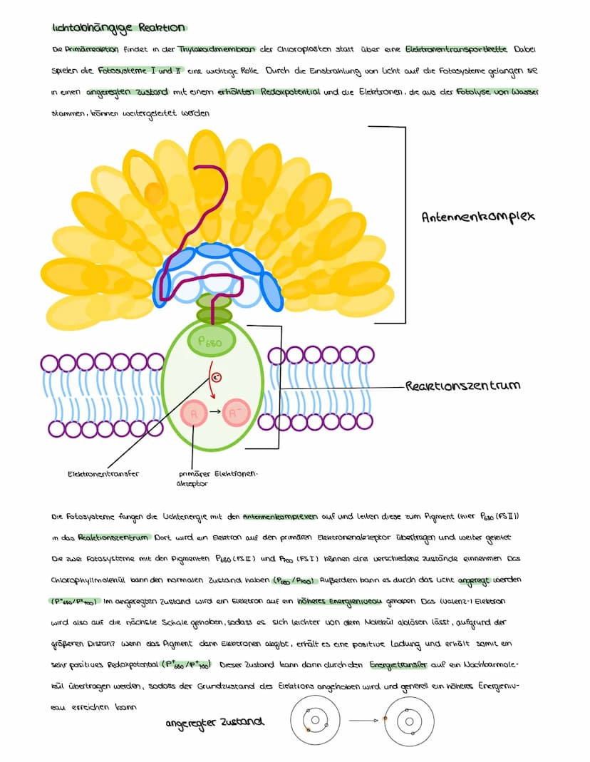 FOTOSYNTHESE
Auch Pflanzen müssen, wie Menschen und Tiere, Zellatmung über die Mitochondrien betreiben, um zu überleben Aber anders als
bei 