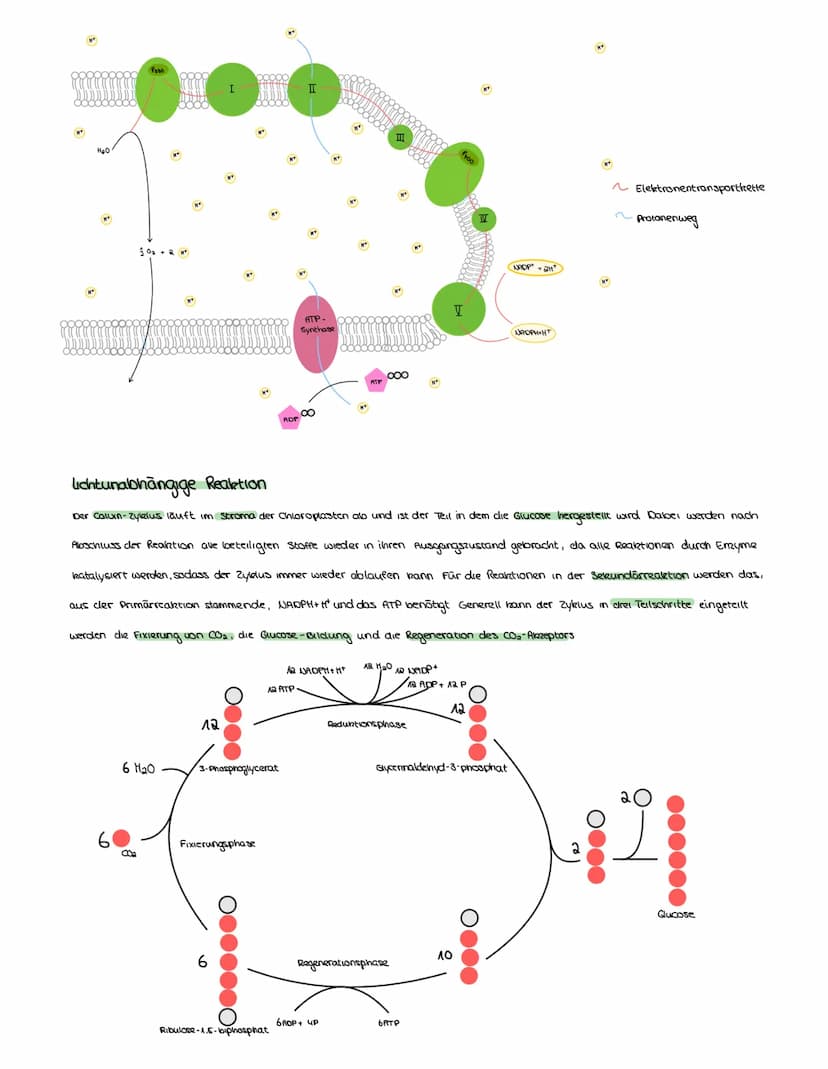 FOTOSYNTHESE
Auch Pflanzen müssen, wie Menschen und Tiere, Zellatmung über die Mitochondrien betreiben, um zu überleben Aber anders als
bei 