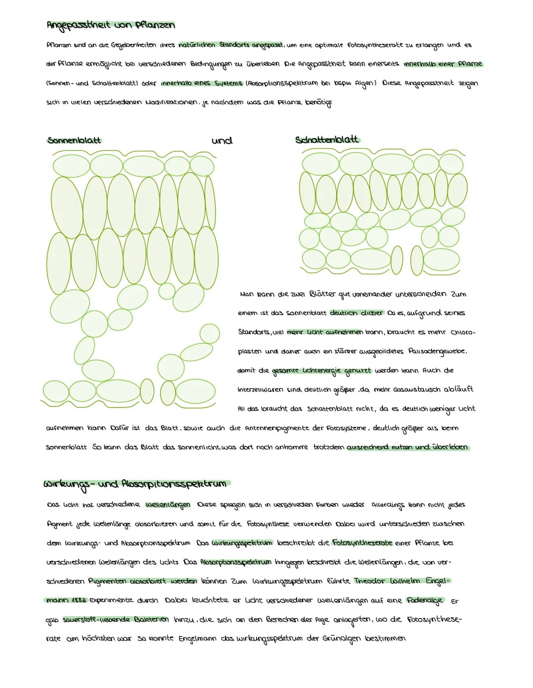 FOTOSYNTHESE
Auch Pflanzen müssen, wie Menschen und Tiere, Zellatmung über die Mitochondrien betreiben, um zu überleben Aber anders als
bei 