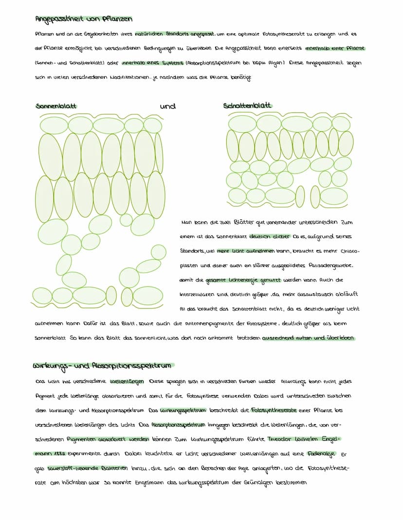 FOTOSYNTHESE
Auch Pflanzen müssen, wie Menschen und Tiere, Zellatmung über die Mitochondrien betreiben, um zu überleben Aber anders als
bei 