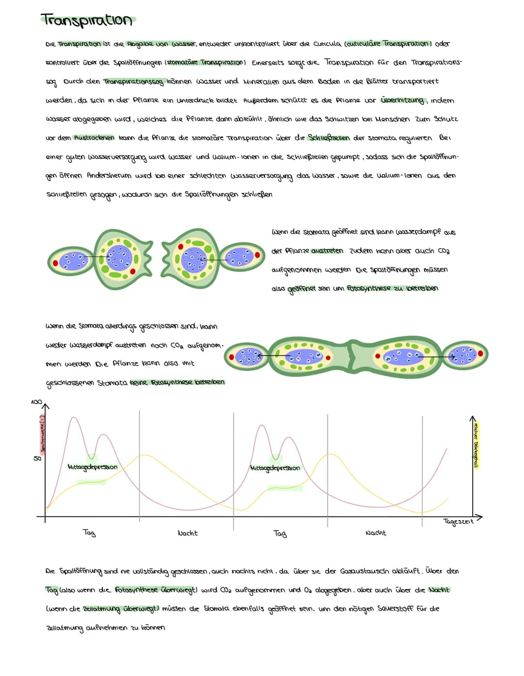 FOTOSYNTHESE
Auch Pflanzen müssen, wie Menschen und Tiere, Zellatmung über die Mitochondrien betreiben, um zu überleben Aber anders als
bei 