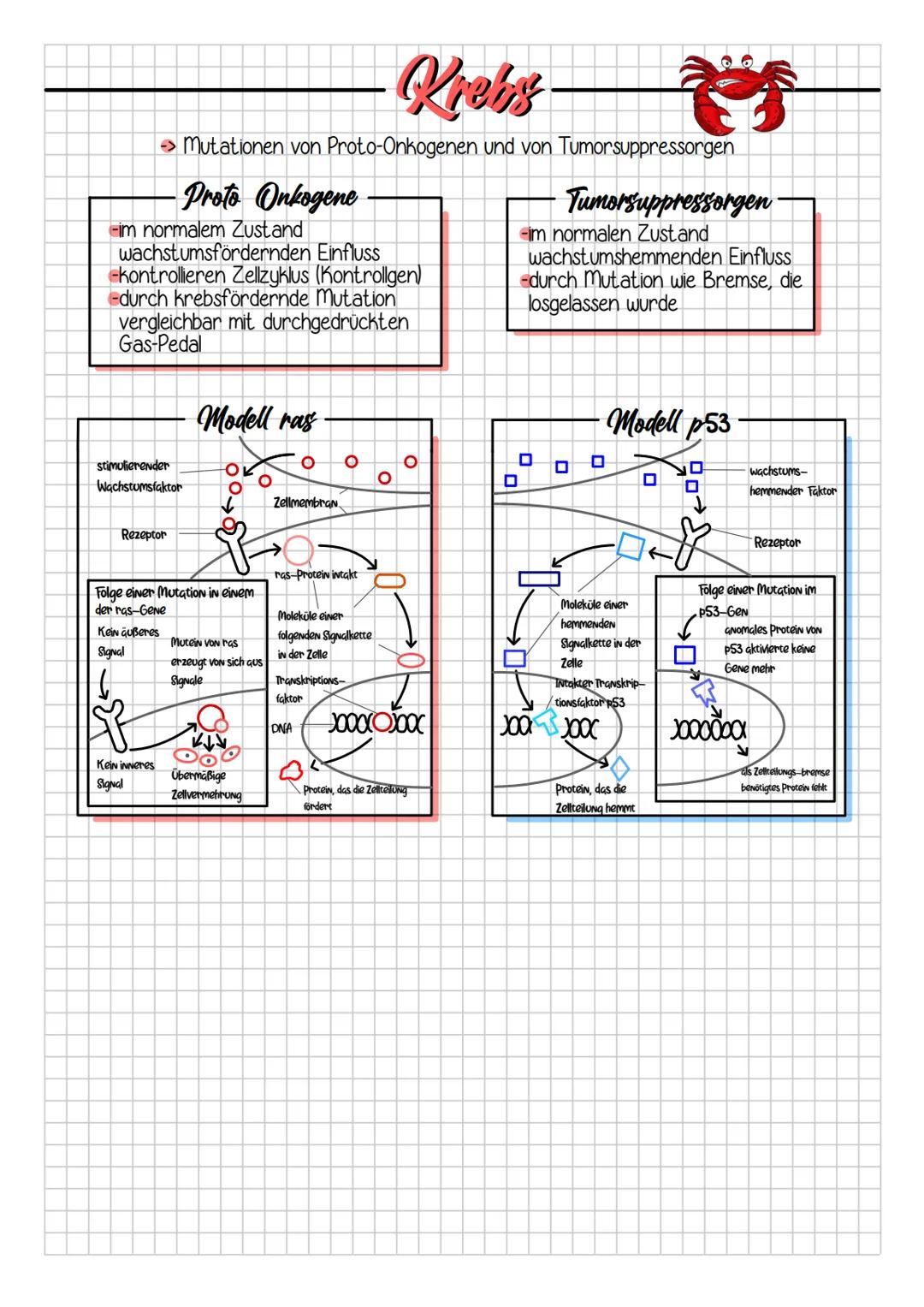 # Krebs

->Sammelbegriff für Krankheiten, bei denen sich die Zellen unkontrolliert teilen und ihre
normale Funktion verlieren (spontane Muta