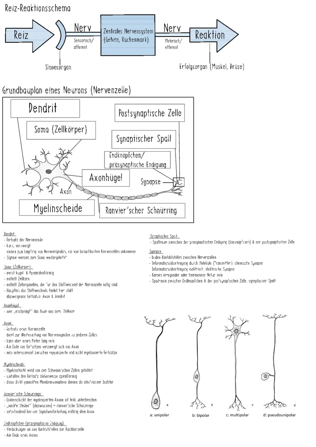 Neurobiologie (Abi 22) 