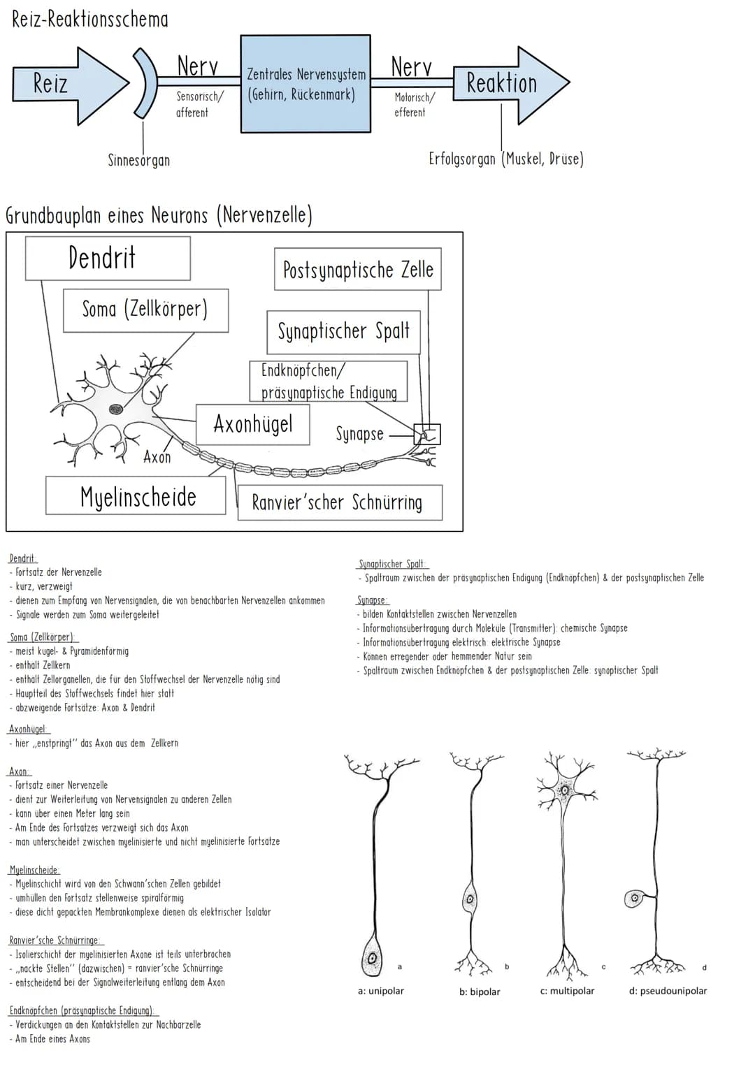 Reiz-Reaktionsschema
Reiz
Sinnesorgan
Nerv Zentrales Nervensystem Nerv
(Gehirn, Rückenmark)
Sensorisch/
afferent
Grundbauplan eines Neurons 