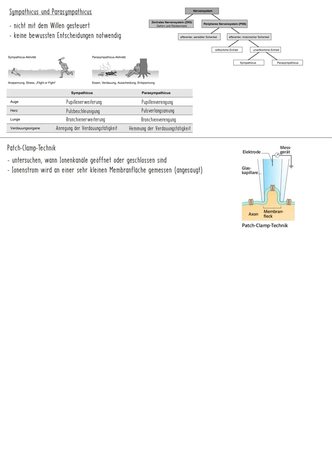 Reiz-Reaktionsschema
Reiz
Sinnesorgan
Nerv Zentrales Nervensystem Nerv
(Gehirn, Rückenmark)
Sensorisch/
afferent
Grundbauplan eines Neurons 