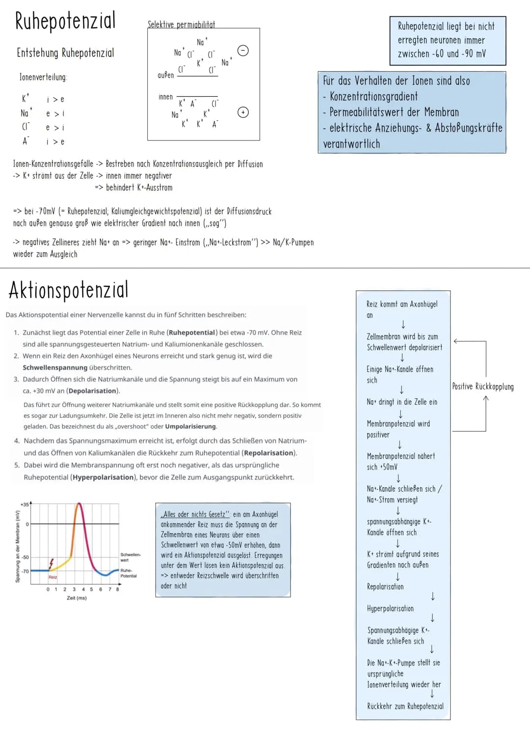 Reiz-Reaktionsschema
Reiz
Sinnesorgan
Nerv Zentrales Nervensystem Nerv
(Gehirn, Rückenmark)
Sensorisch/
afferent
Grundbauplan eines Neurons 