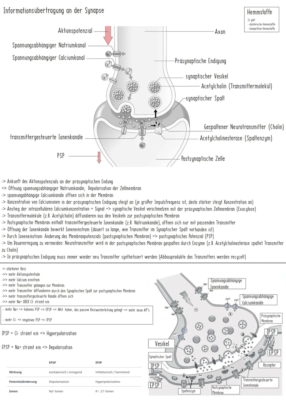Reiz-Reaktionsschema
Reiz
Sinnesorgan
Nerv Zentrales Nervensystem Nerv
(Gehirn, Rückenmark)
Sensorisch/
afferent
Grundbauplan eines Neurons 